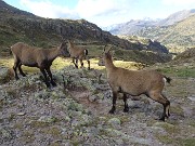 63 Il maschio scaccia la femmina